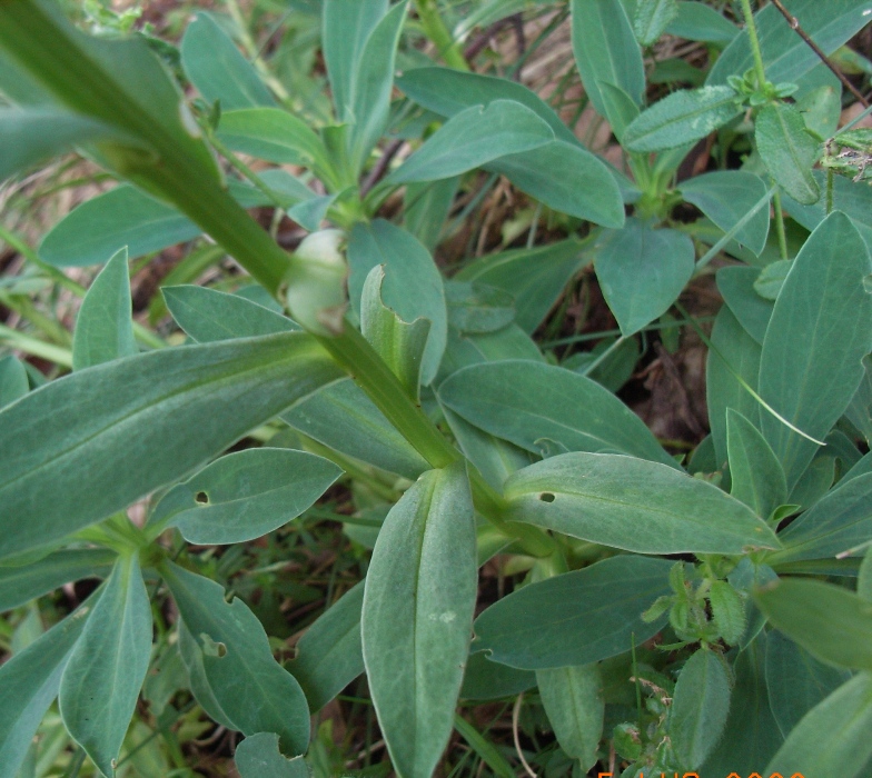 matese8 - Linum capitatum